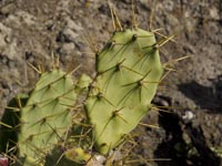 Cactaceae